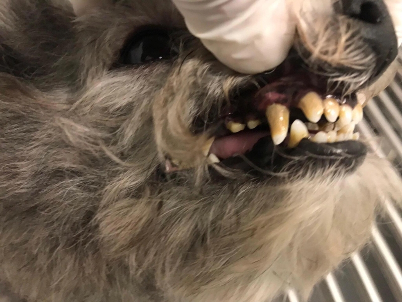 tiêm chủng thú cưng-1