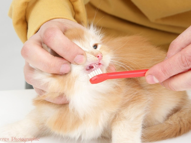 tiêm chủng thú cưng-2