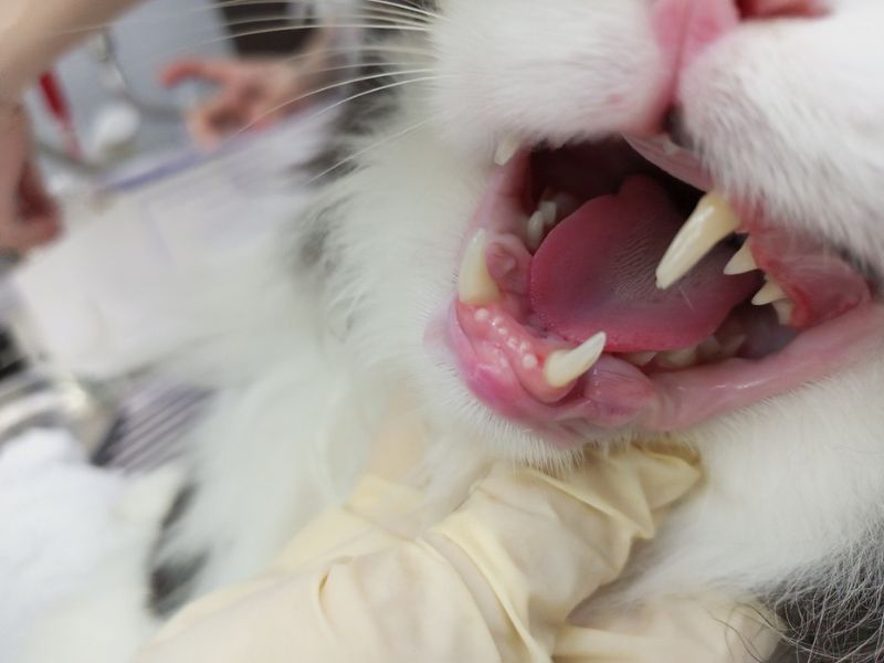 cạo vôi răng cho chó- 1