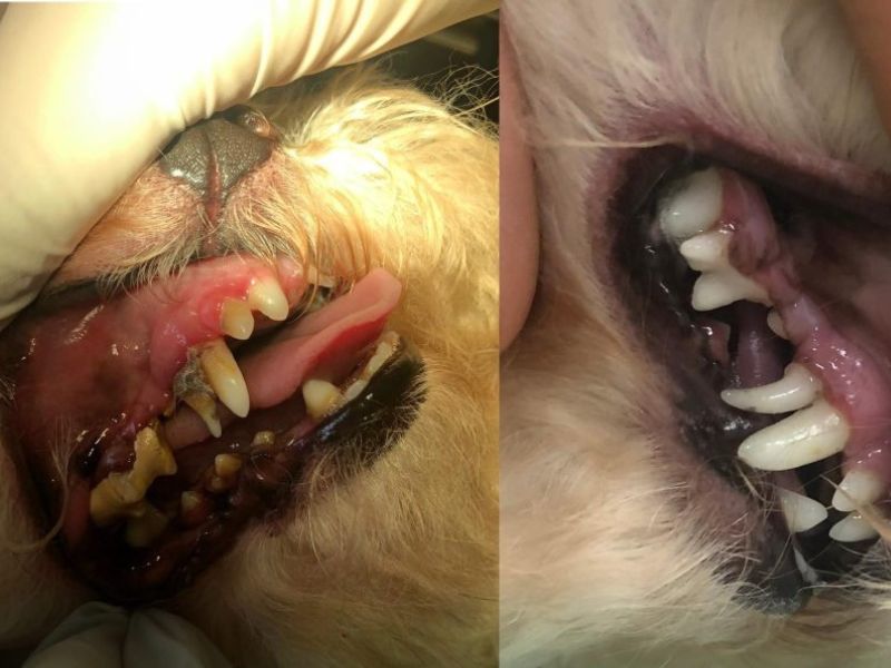 cạo vôi răng cho chó- 2