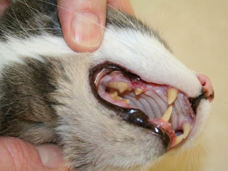 cạo vôi răng cho chó- 3