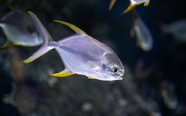 Đèn bể cá cảnh LED và đèn huỳnh quang: Loại nào tốt hơn?