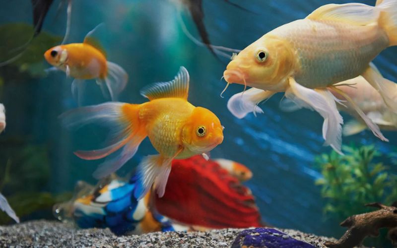 Máy sưởi bể cá