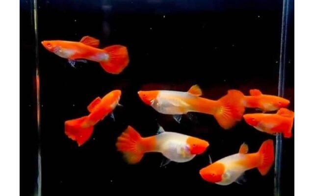 Phụ Kiện Bể Cá Hà Nội: Tìm Mua Ở Đâu Để Đảm Bảo Chất Lượng?