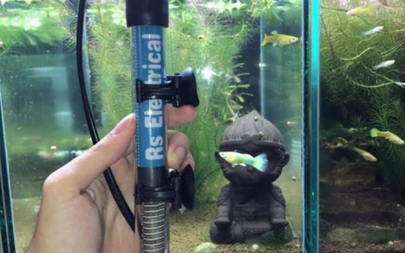 Máy sưởi bể cá giá bao nhiêu? Phân khúc thị trường hiện nay