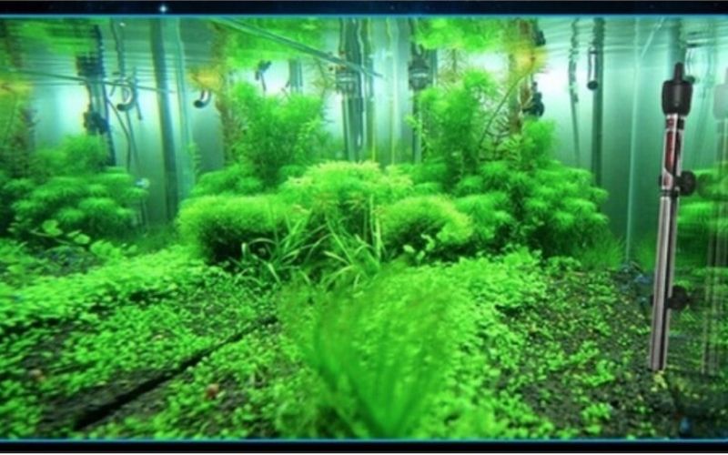 Cách chọn công suất máy sưởi (W) tương ứng với thể tích bể